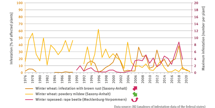 The illustration LW-I-4 ’Infestation with pest organisms – case study’ contains a biaxial chart. The lines in the chart indicate the infestation of winter wheat with brown rust and powdery mildew by stating the percentage of infested plants. In respect of winter rapeseed, the chart indicates the maximum infestation with rape beetle by stating the number of beetles per plant. There are data available from Saxony-Anhalt – with very few data gaps – for winter wheat from 1976 to 2021.