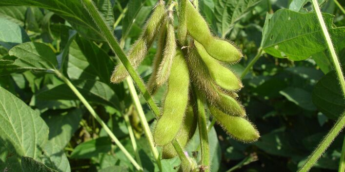Sojapflanze