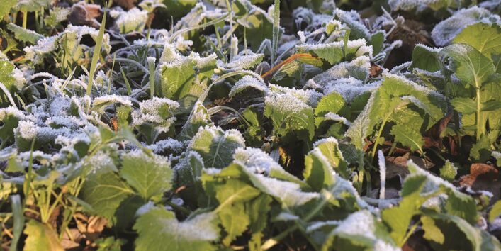 Das Bild baut mit Reif bedeckte Zwischenfrüchte auf einem winterlichen Acker.