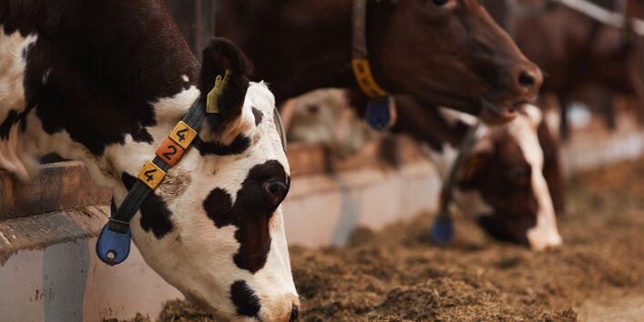 Das Kühe mit einem Sensorhalsband beim Fressen in einem Stall.