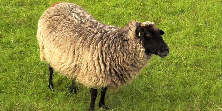 Das Bild zeigt ein Schaf mit schwarzem Kopf und schwarzen Beinen.