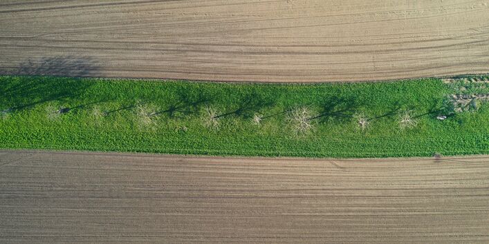 Ein Grünstreifen mit Bäumen und Sträuchern zwischen zwei Ackerflächen