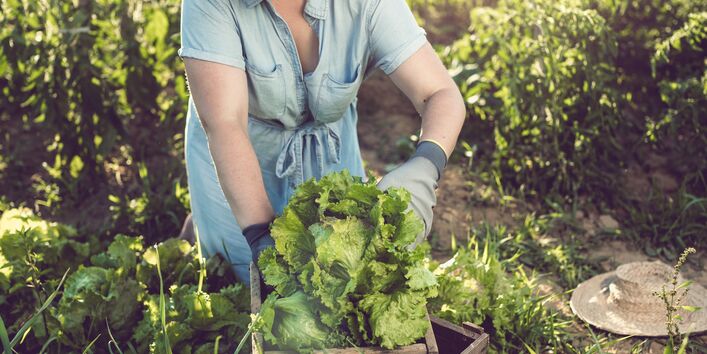 Eine Frau erntet einen Salatkopf. Im Hintergrund sind andere Ackerkulturen zu sehen.