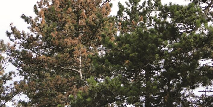 The picture shows a pine crown with severe drought damage.