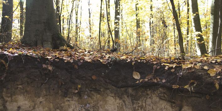 Das Bild zeigt das Bodenprofil eines Waldes. Den oberen Horizont bildet eine mächtige Humusschicht.