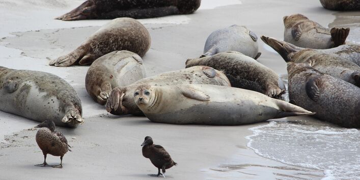 Ein Bild vom Strand der Insel Helgoland, Robben liegen am Strand 