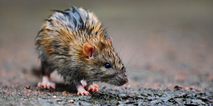 Eine Nahaufnahme einer Ratte 