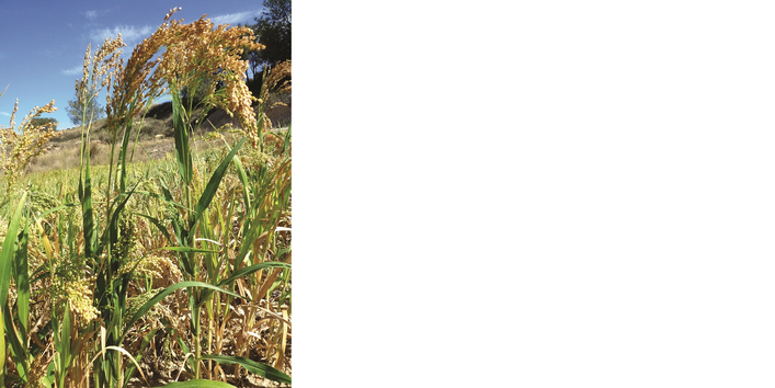 Das Bild zeigt ein Feld mit blühenden Hirsepflanzen in Großaufnahme. 