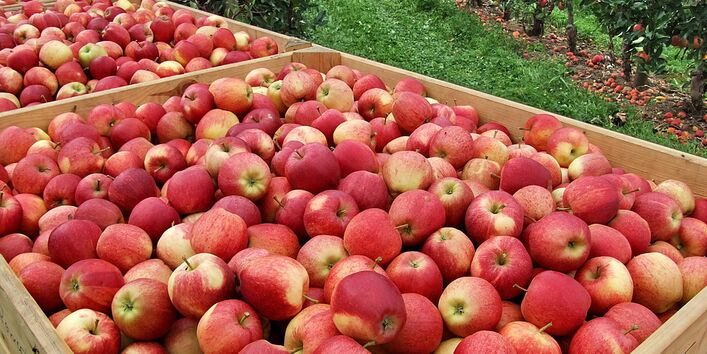 Kisten gefüllt mit Äpfeln.