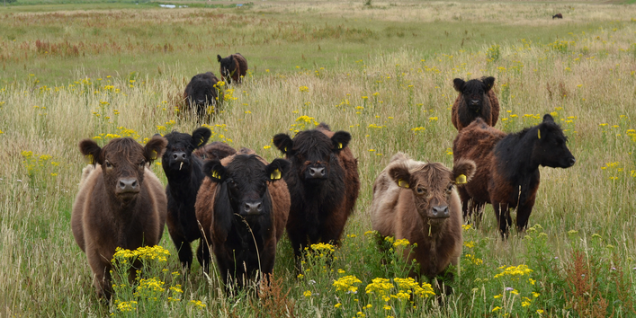 Foto: Eine Gruppe schottischer Hochlandrinder in einer artenreichen Langgraswiese. Im Hintergrund ist Wald zu sehen