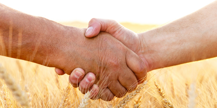 Handschlag Getreidefeld