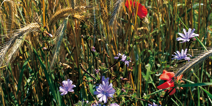 Wilde Blumen blühen am Rande eines Getreidefelds