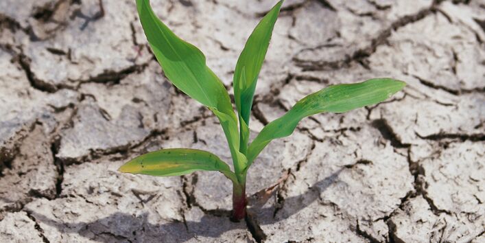 a plant growing on a very dry soil