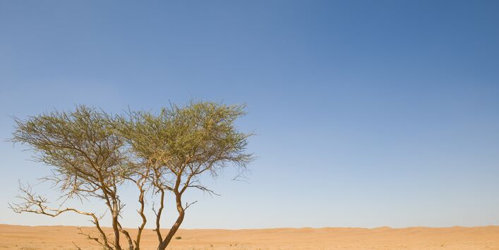 Wüste mit blauem Himmel, im Vordergrund steht ein Strauch