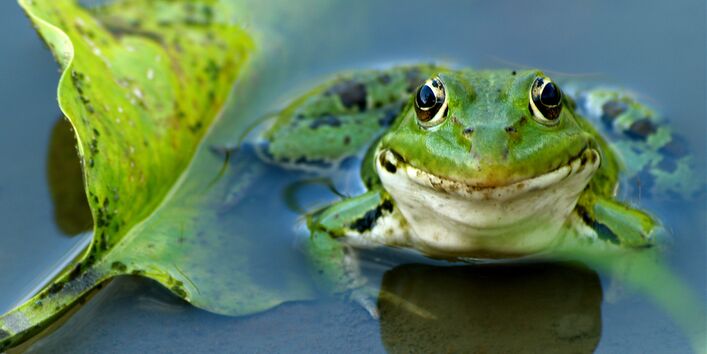 Frosch im Wasser