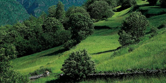 Büsche und Sträucher auf einer Wiese