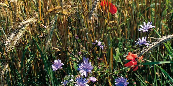 Wilde Blumen blühen am Rande eines Getreidefelds