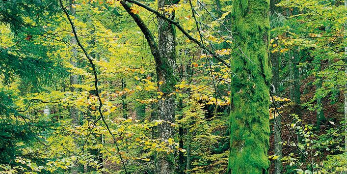 Im Wald stehende Herbstbäume mit gelben und grünen Blättern