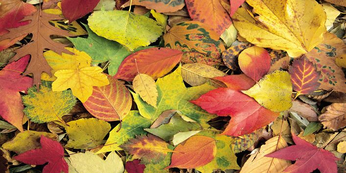 viele bunte Herbstblätter