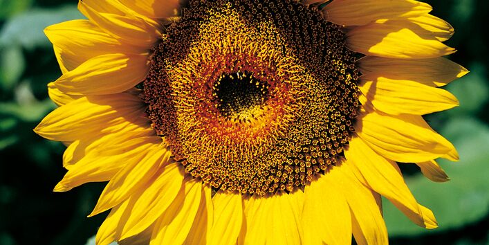 Nahaufnahme von einer Sonnenblume auf dem Feld