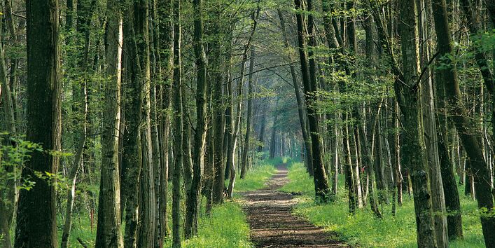 Ein langer Waldweg mit Bäumen links und rechts vom Weg