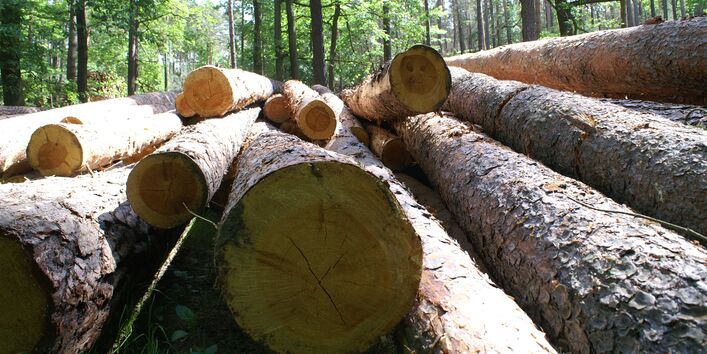 Holzstämme im Wald
