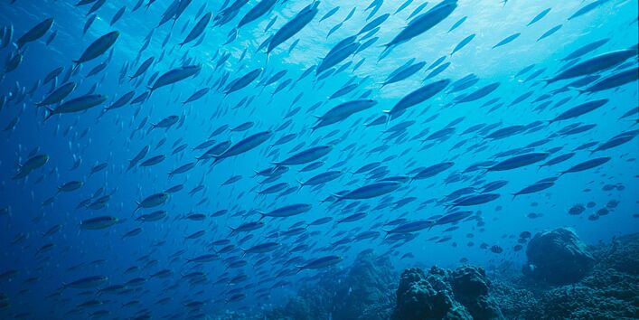 Fischschwarm schwimmt durchs Wasser