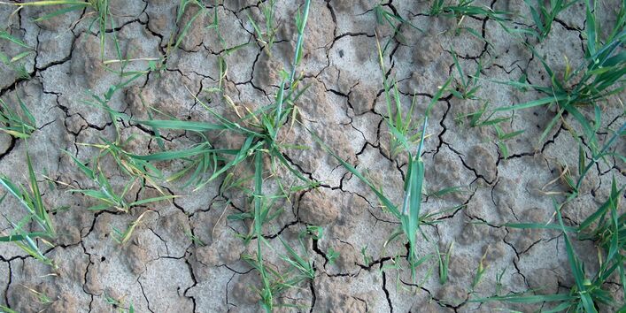 Fotografie eines Ackerbodes von oben. Im durch Trockenheit zerfurchten Boden wachsen einzelne, kleine, grüne Pflanzen.