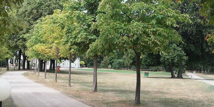 Der Blick geht über einen Weg in Richtung eines weißen Hauses. Am Wegesrand wachsen Jungkastanien auf dem Rasen. Der Rasen und die Kastanien haben hitzebeding Dürreschäden und sehen gelbbraun aus.