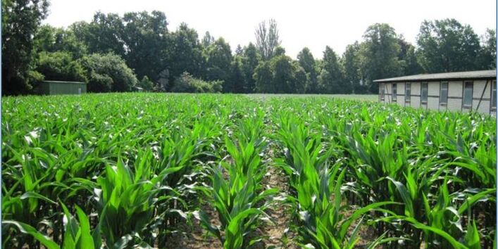 Ein Feld mit heranwachsenden Mais, im Hintergrund stehen Bäume.