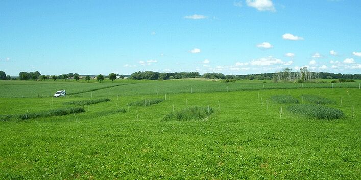 Weizenfeld mit blauem Himmel im Hintergrund
