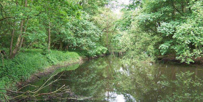 Mit Bäumen bestandenes Gewässer