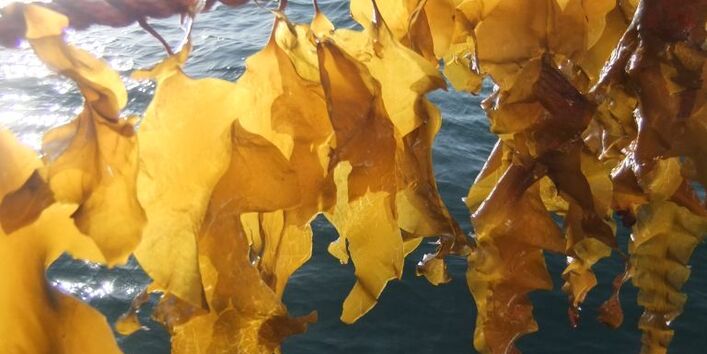 Algen hängen an einem Seil über der Meeresoberfläche