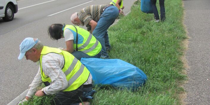 Personen knien am grünen Straßenrand und entfernen händisch die Pflanze Hohe Ambrosie