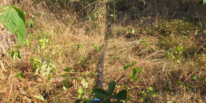 Schwarze Leitung liegt auf dem Waldboden im Unterholz.