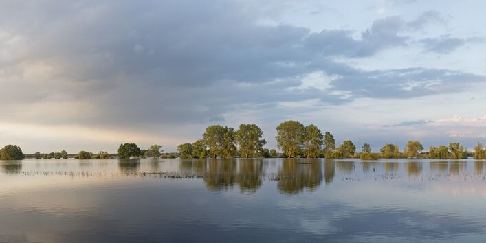 Landschaftsbild mit Hochwasser an der Elbe: Wo der Deich zurückverlegt ist, kann die Aue das Wasser aufnehmen