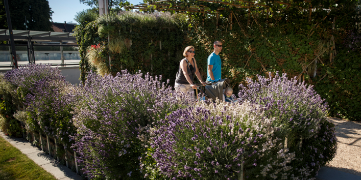 Blühende Pflanzen in den Farben weiß, lila, rot säumen einen Weg.