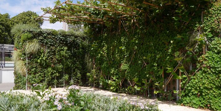 Ein mit Pflanzen überdachter Weg spendet Schatten bei Sonnenschein.