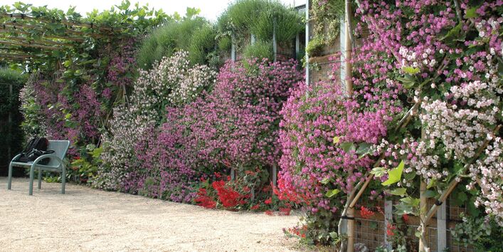 Blühende Pflanzen in den Farben weiß, lila, rot säumen einen Weg. Am Wegrand steht eine Bank.
