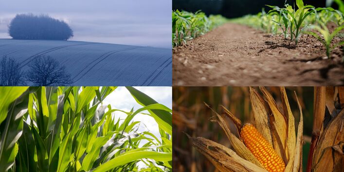 In einer Collage sind vier Bilder angeordnet. Oben links ist ein Bild von einem hügeligen Feld, das von Raureif bedeckt ist, oben rechts sind zwei Reihen kleiner grüner Pflänzchen in brauner Erde abgebildet. Unten links befindet sich ein Bild von dicht stehenden Maispflanzen, deren grüne Blätter das Bild füllen. Unten rechts ist schließlich erntereifer Mais zu sehen.