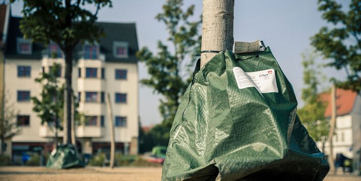 Ein grüner Behälter umschließt den Wurzelbereich an einem jungen Baum und dient als Hitze- und Gießschutz. Im Hintergrund stehen weitere geschütze Jungbäume sowie Häuser vor blauem Himmel.