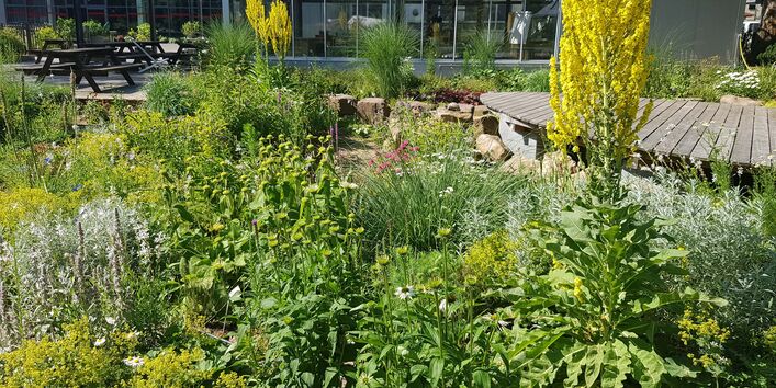 Verschiedene blühende Staudenbepflanzungen am Wegesrand