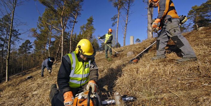 Pflegearbeiten mit Motorsägen und Haken zur Lichtung des Waldes.