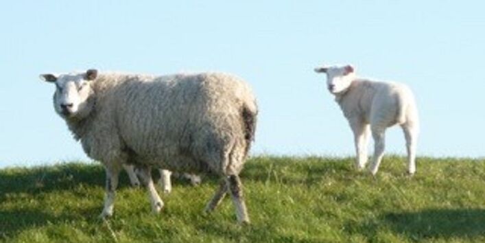 Das Mutterschaf steht mit einem Lamm auf der Salzwiese und schauen in die Kamera.