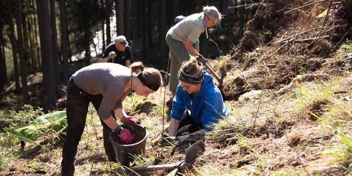 An einem bewaldeten Hand stehen mehrere Personen, die Bäume pflanzen. Sie hantieren mit Eimern und Spitzhacken und bearbeiten den Waldboden.