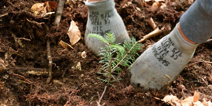 Detailaufnahme eines Waldbodens. In der Mitte des Bildes befindet sich der Setzling einer Weißtanne. Zwei Hände in Gartenhandschuhen drücken die Erde um den Setzling fest.