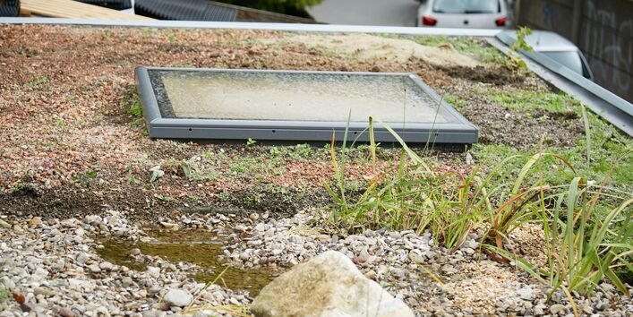 Das Bild zeigt die Details der Belichtung, Teich, Pflanzen, Lehm- und Sandlinse = Biodiversität.