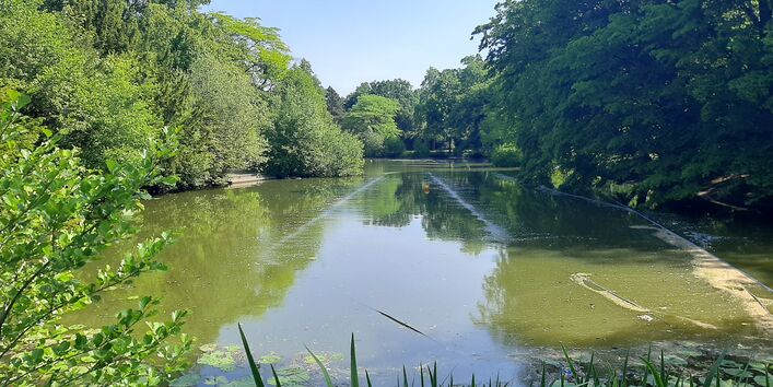 Pilotmaßnahme Belüftung von Parkgewässer in Bremen: Sicht auf das betroffene Gewässer vor blauem Himmel und grünbelaubten Bäumen