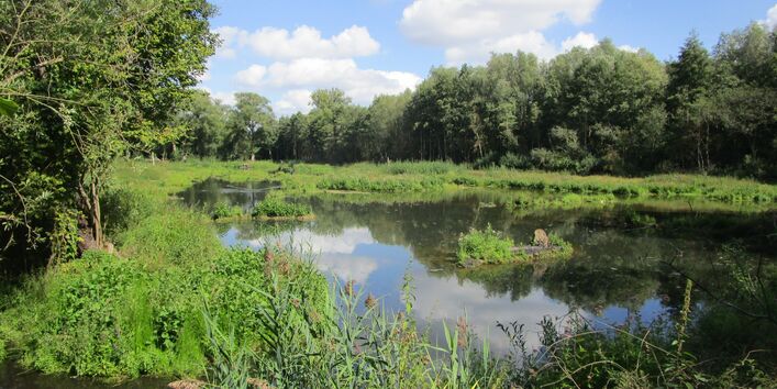 Blick von ehemaliger Zufahrt auf das neu gestaltete Feuchtbiotop mit Wasserfläche nach Rückbau im September 2020