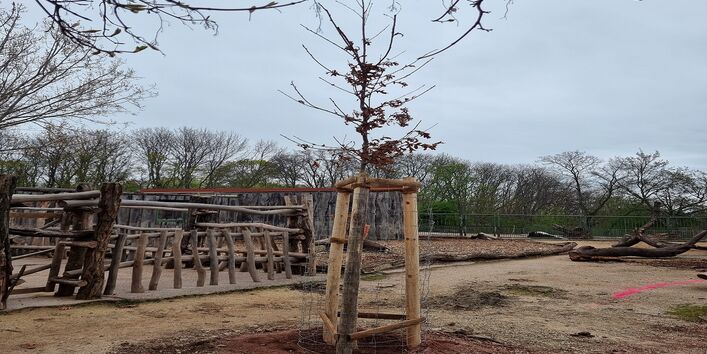 Ein junger frisch gepflanzter Baum wächst an Pfahlstützen. Im Hintergrund erscheint eine lange Baumgruppe vor blauem Himmel.